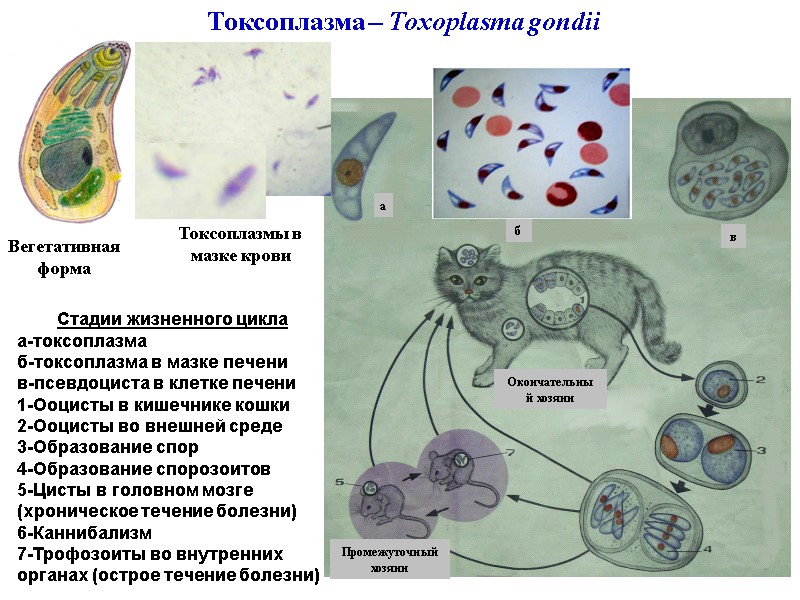 Токсоплазма – Toxoplasma gondii Вегетативная форма Окончательный хозяин Промежуточный хозяин а б в Стадии